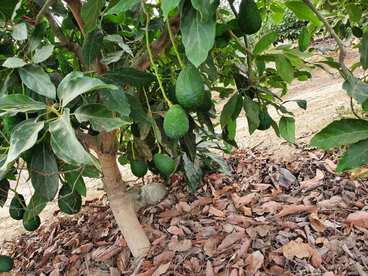 Instalaciones Peru Fruits
